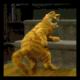 cat.gif